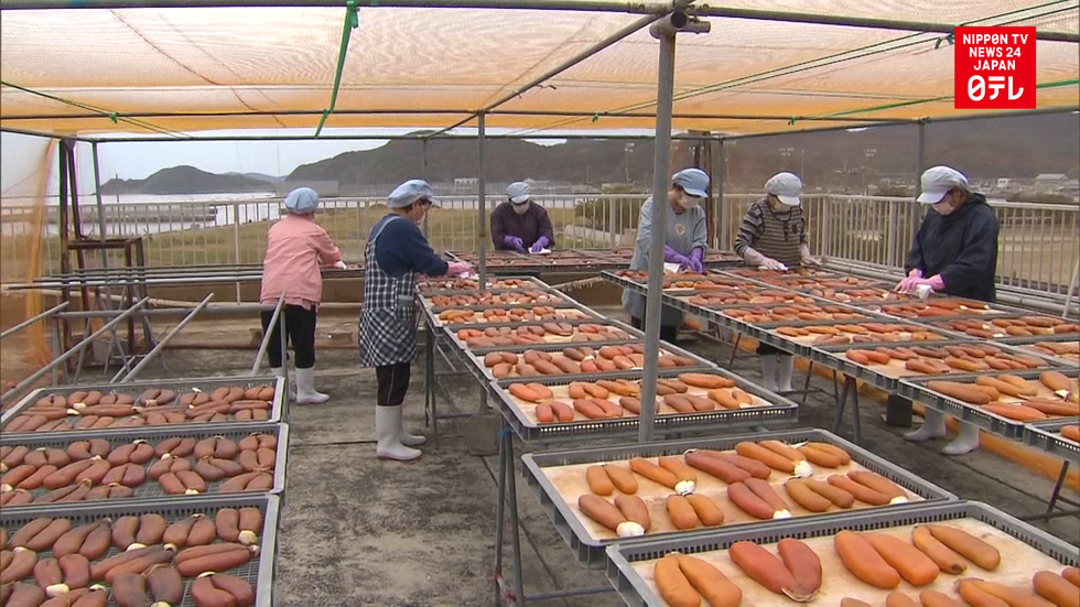 Dried mullet roe production at peak