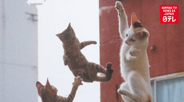 Kung fu cats kick up a fuss 