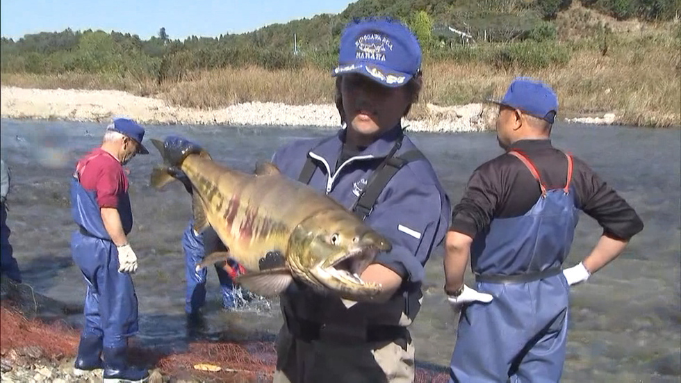 Salmon fishing returns to Fukushima