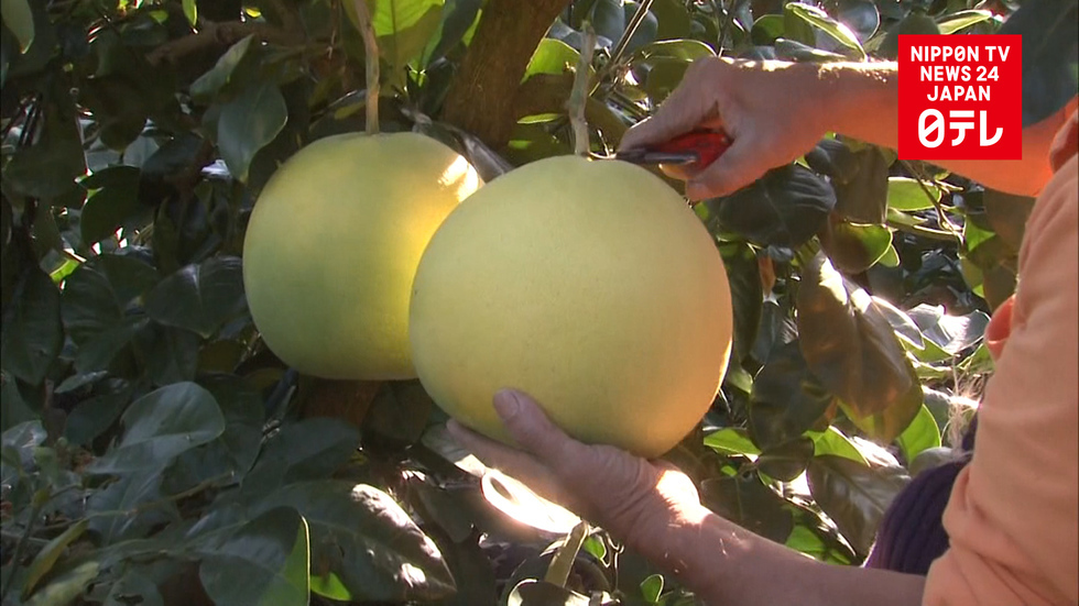 Monster citrus fruit harvest begins