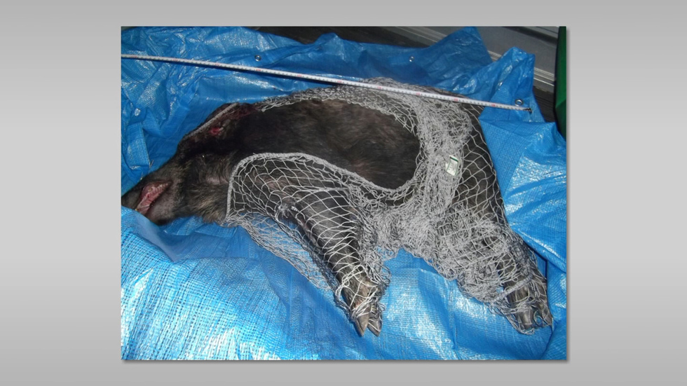 Wild boar injures 5 at shopping mall