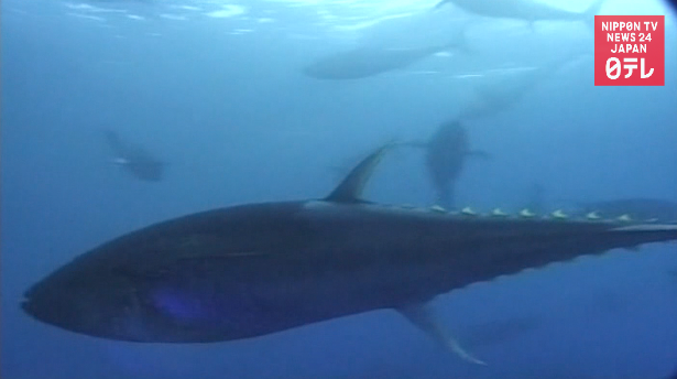 Bluefin tuna could get cheaper 