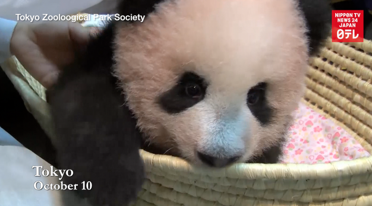 Xiang Xiang could go on view in December 