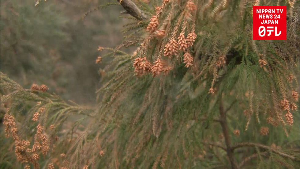 Pollen allergy sufferers warned of higher pollen count 