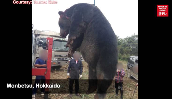 Giant bear killed in Hokkaido 