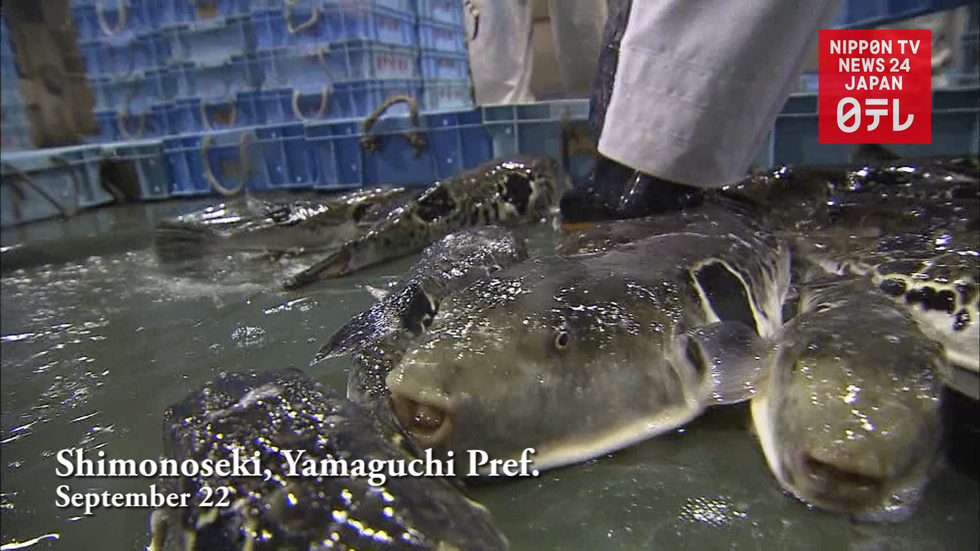 Dangerous delicacy goes to auction