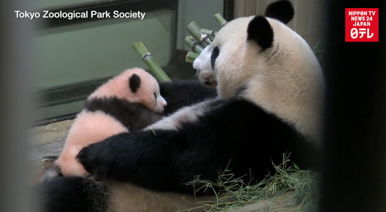 Panda cub turns 100 days old 