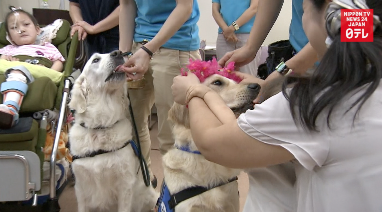 Meet Annie, Japan's 3rd facility dog 