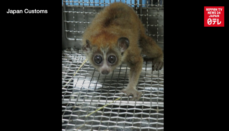 Man trafficked protected monkeys in corset 