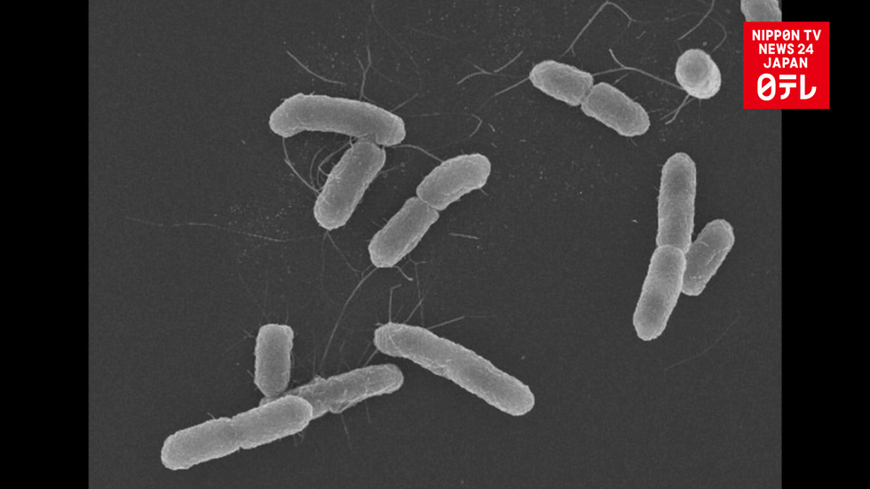 E. coli outbreak spreading across Japan