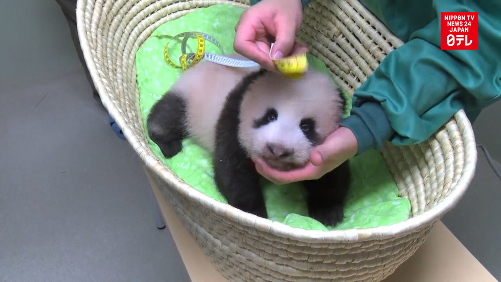 Names for panda cub narrowed down to 8 entries 