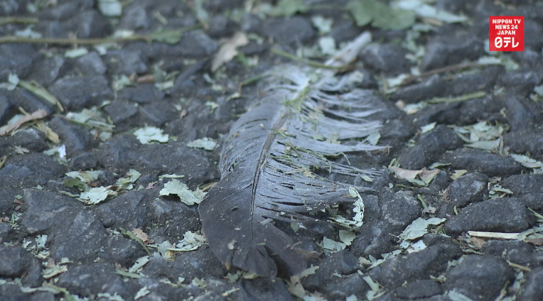 Headless birds turn up in wake of grisly cat slayings