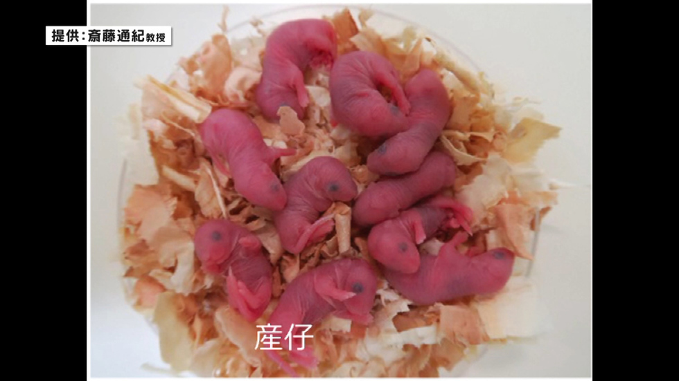 Researchers treat infertility in mice with stem cells