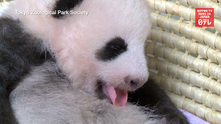 Panda cub draws 320k name proposals 