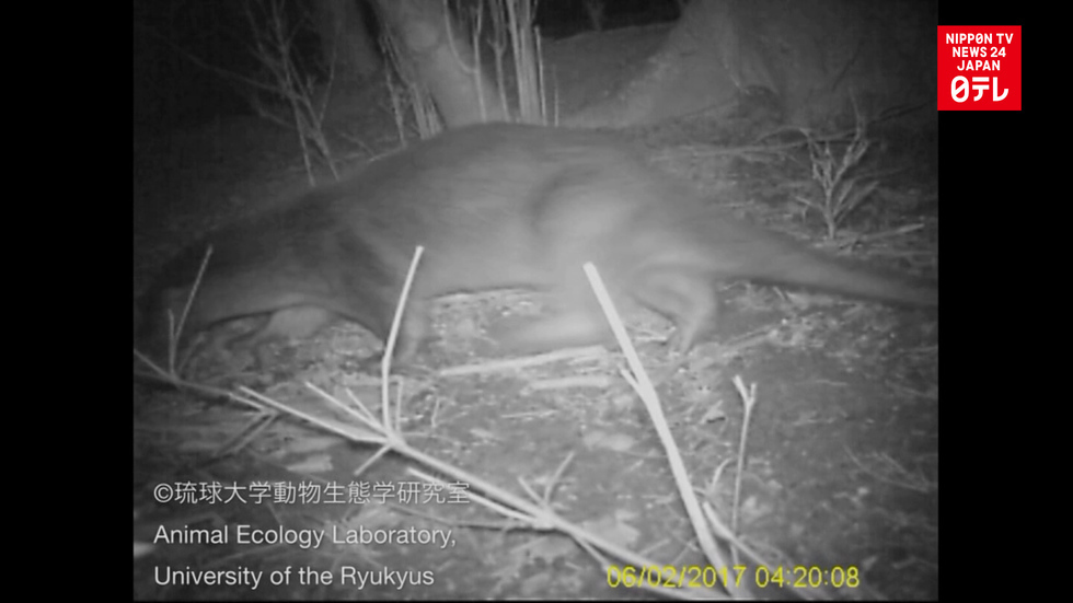 River otter on film could be extinct species