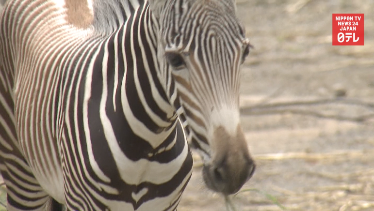 'Heart mark' baby zebra goes on display 
