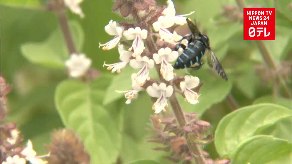 Blue bees fascinate visitors at Minami-Aso