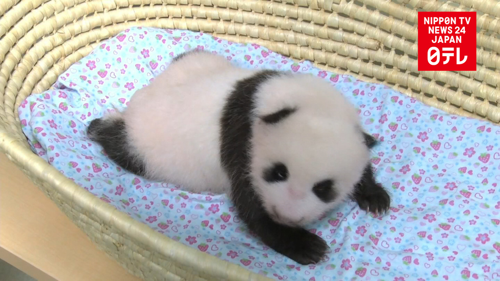 Ueno Zoo's panda cub in fine form