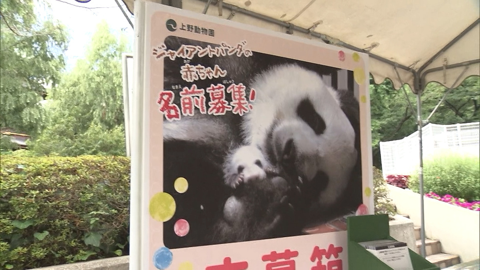 Ueno Zoo looking for baby panda names