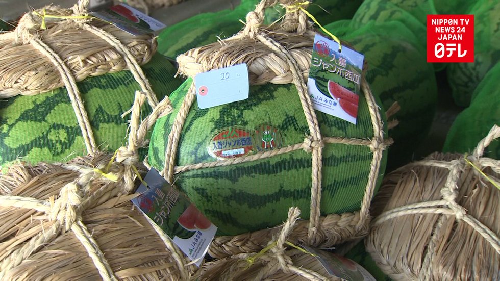 Monster melon harvest in full swing