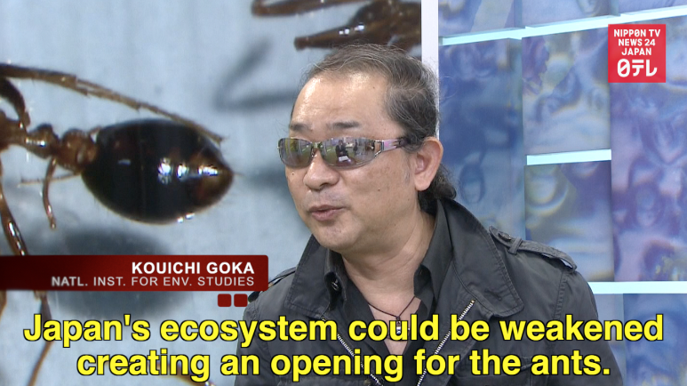 Poisonous red fire ants spreading