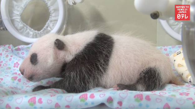 Panda cub in good health at 1 month