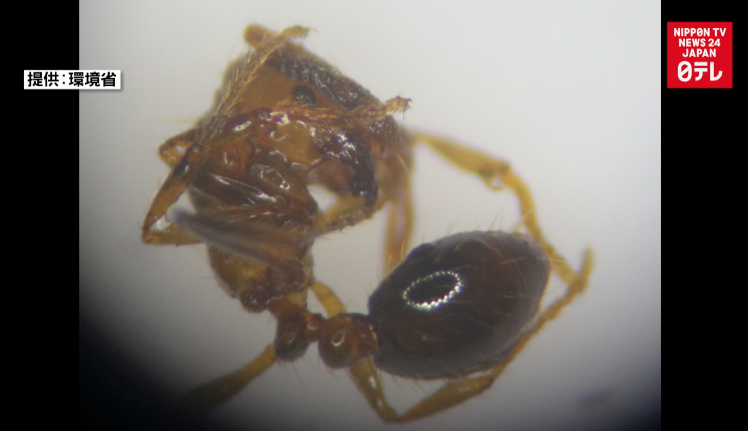 Fire ants turn up again