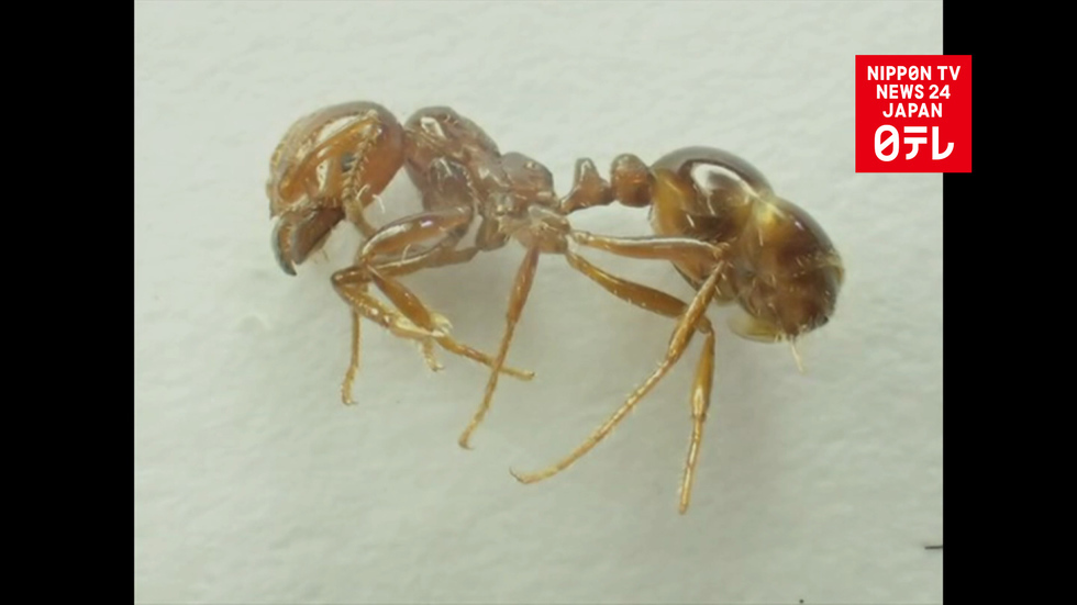Red imported fire ants discovered in Tokyo 