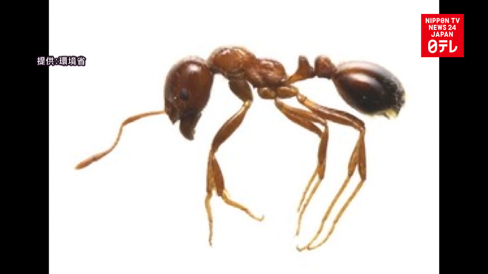 Red fire ants discovered at Nagoya port