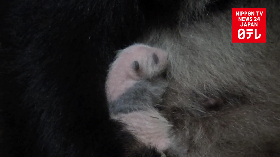 Latest footage shows panda cub in good health