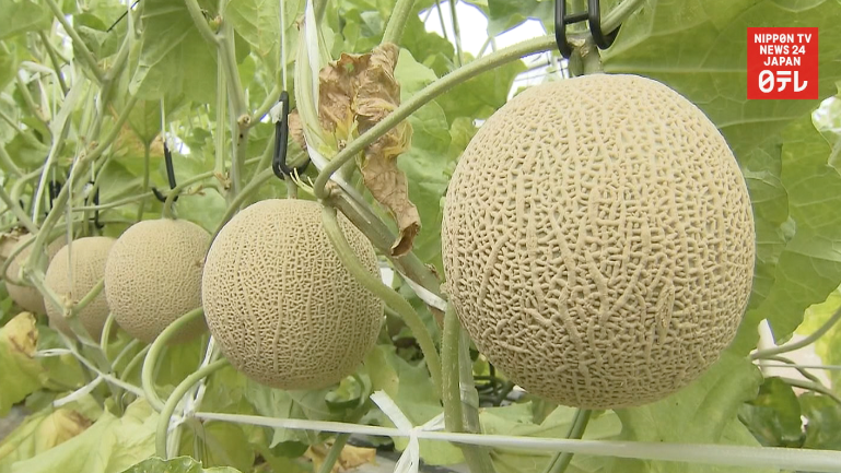 Kotohiki melons ready for shipment 