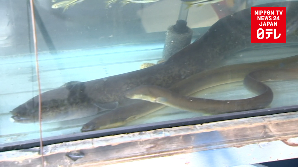 Giant eel captured