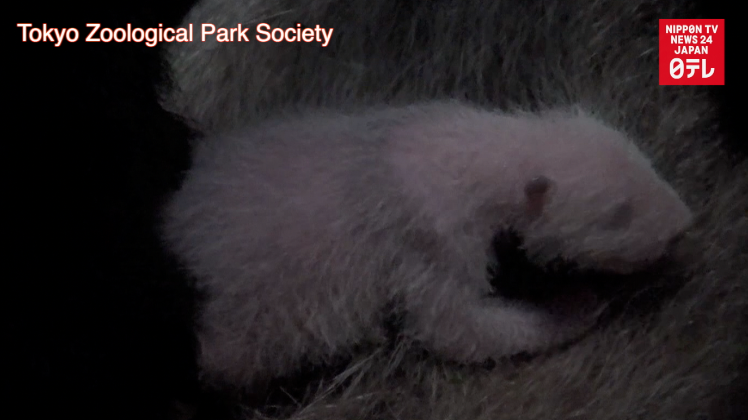 Panda cub turning black 