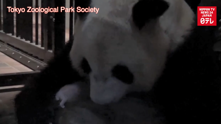 New footage shows panda cub breastfeeding