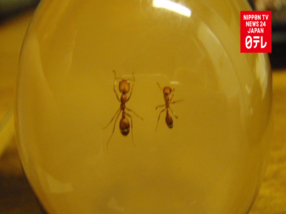 Dangerous red imported fire ants found in ship