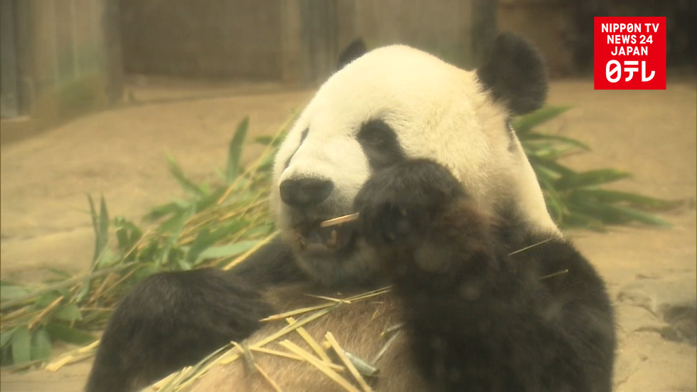 People flock to Ueno Zoo after panda birth 