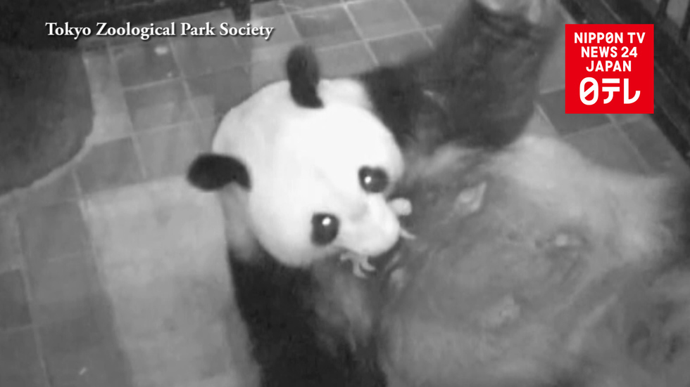 Giant panda born at Tokyo zoo