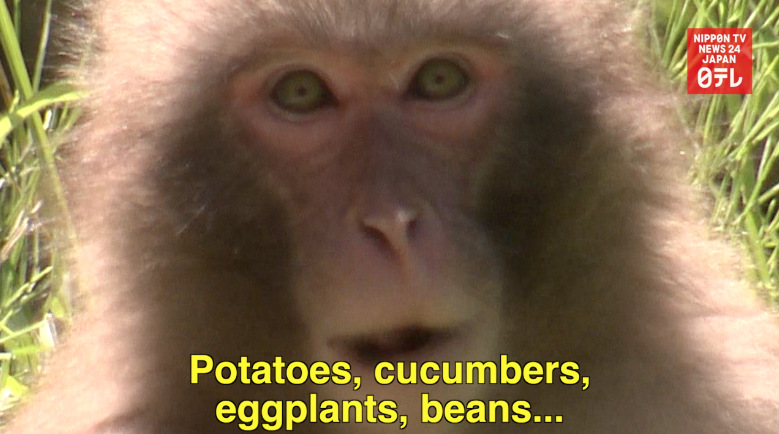 Monkey business miffs locals 