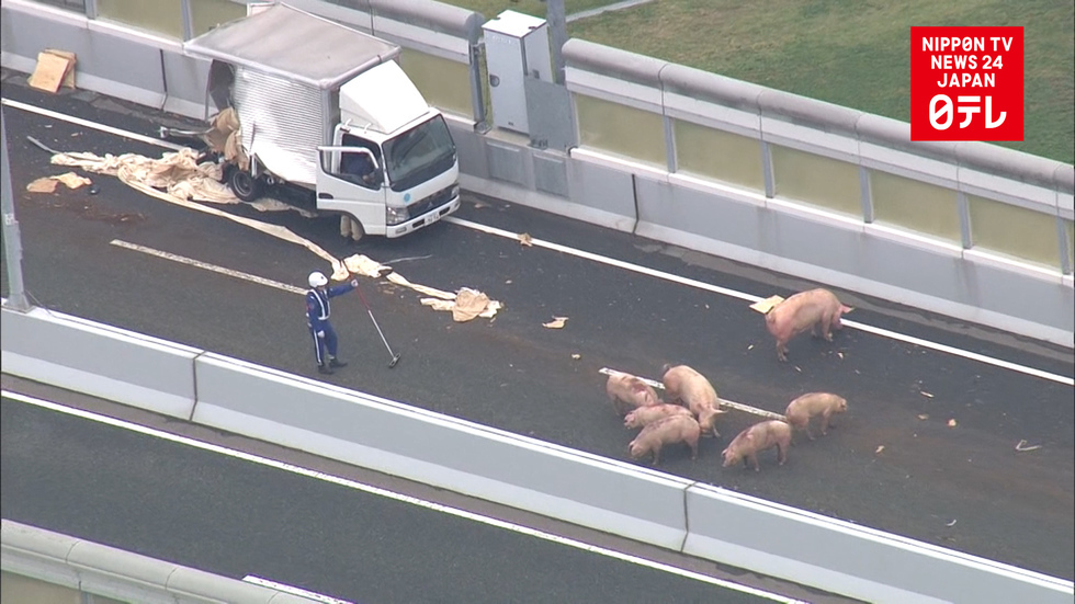 Runaway pigs on expressway