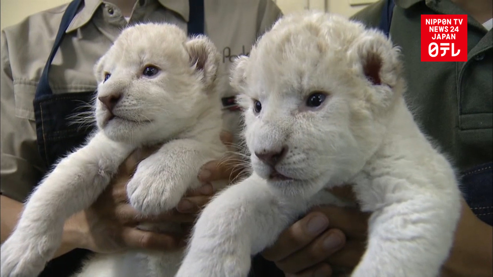 White lion twins born in western Japan