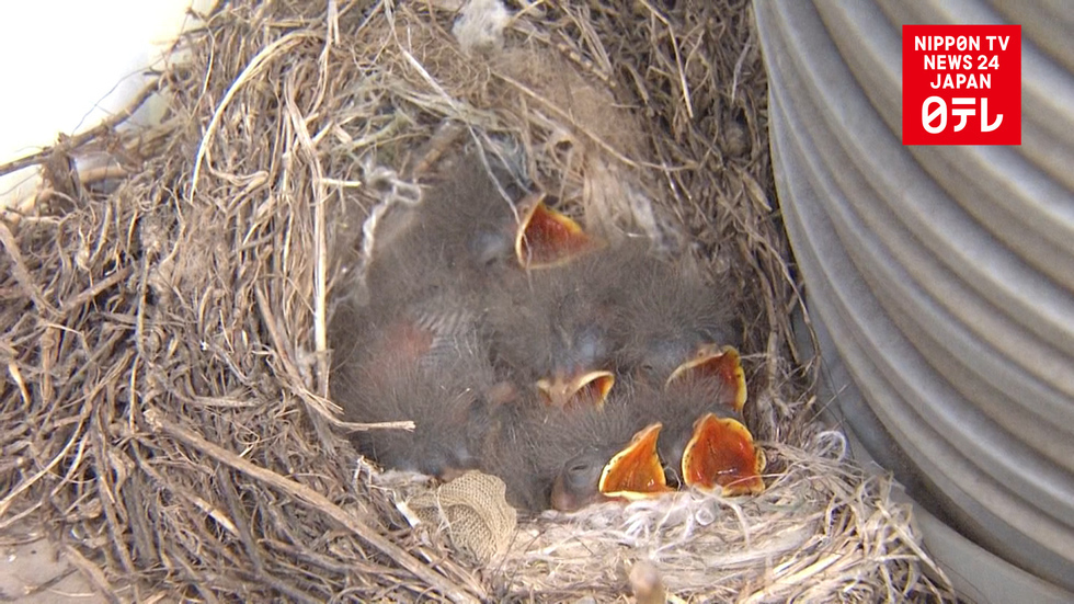 Intrepid birds nest inside carwash