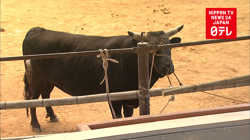 Fighting bull escapes ring
