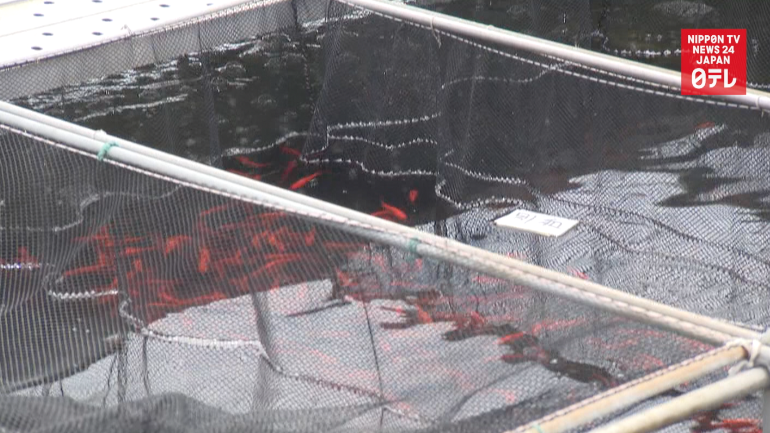 Bird overpopulation hits goldfish farms