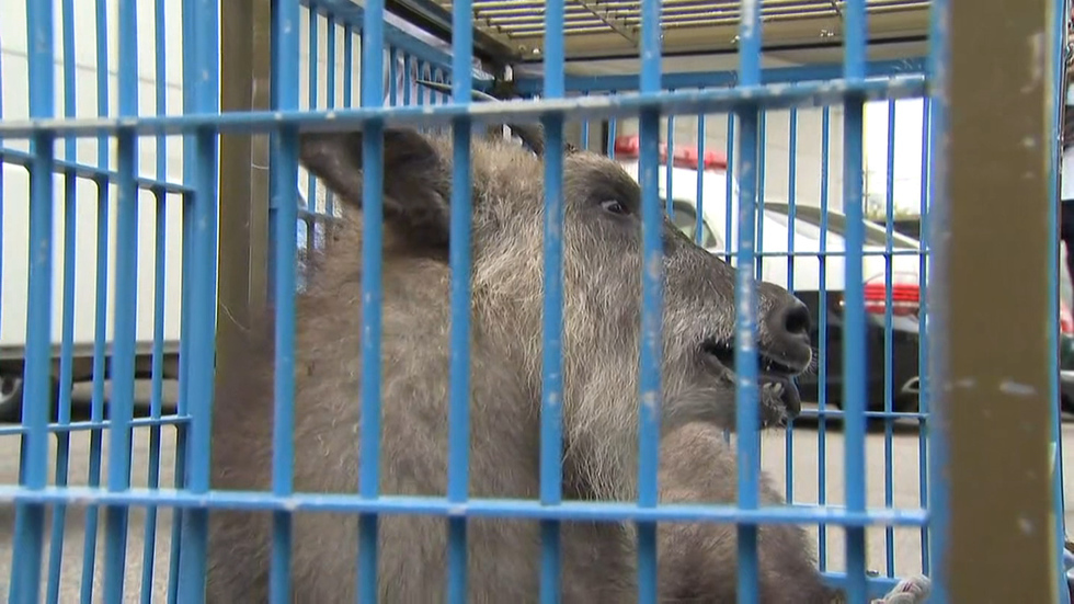 Japanese serow caught in populated area