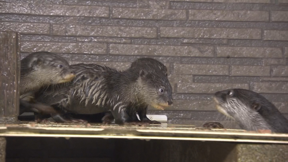 Otter triplets redefining cute