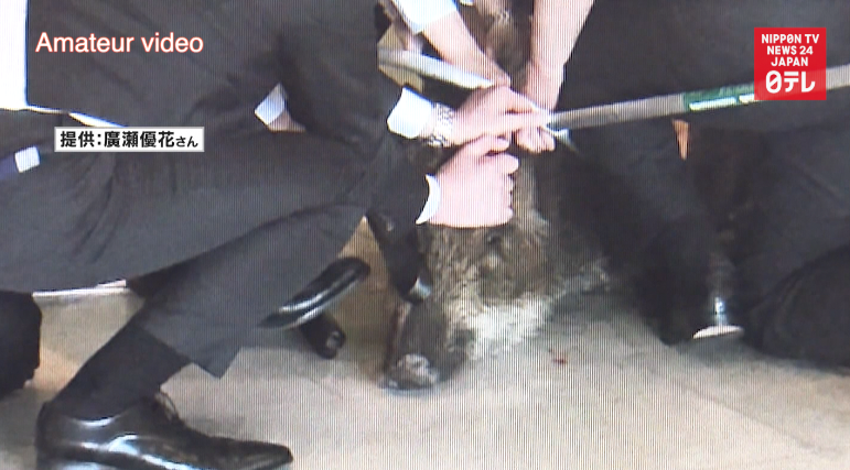 Wild boar runs amok in Westin Kyoto