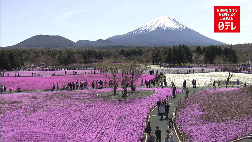 Fuji flower festival draws tourists