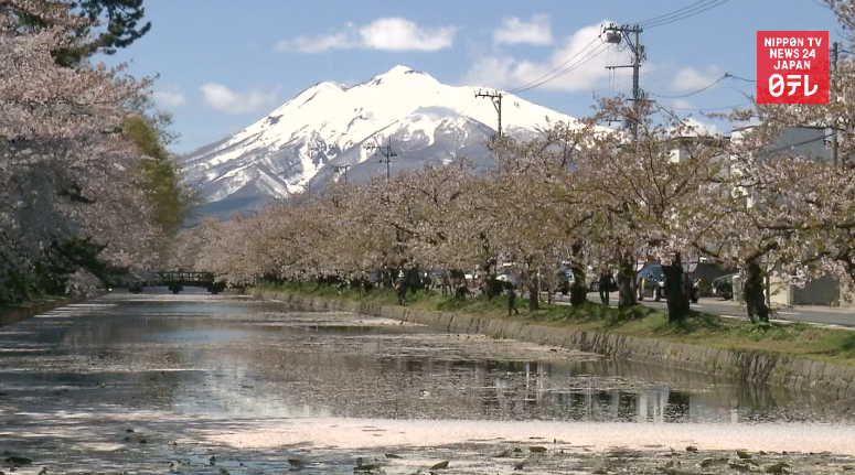 Postcard-perfect cherry blossoms at Hirosaki Castle 