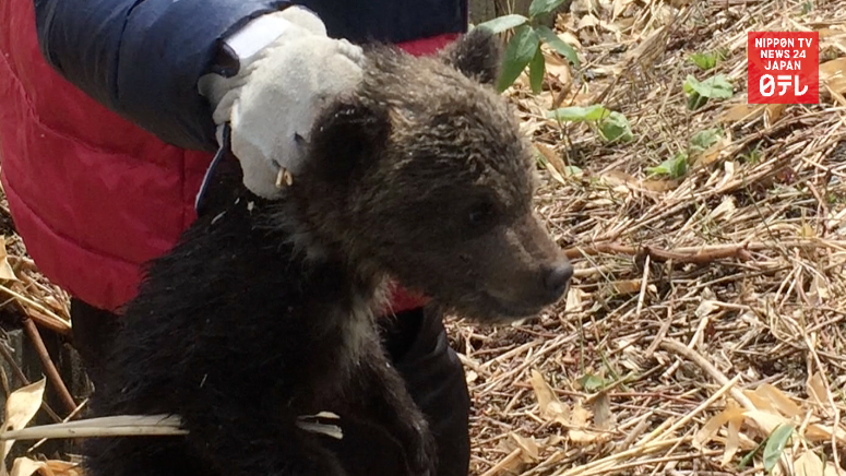 Bear cub captured in Hokkaido suburb