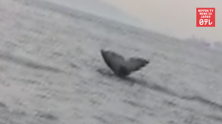 Whale filmed in Tokyo Bay 